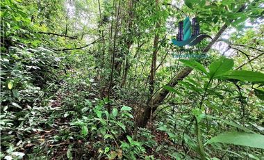 VENDO.FINCA DE 4.5 HECTAREAS BOSQUE CON.RIO
