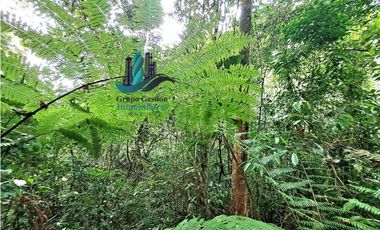 VENDO.FINCA DE 4.5 HECTAREAS BOSQUE CON.RIO
