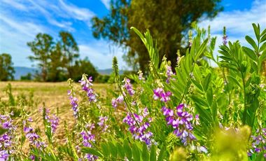 Parcela en Venta en Carmen Bajo