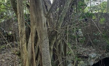 ¡Excelente terreno con Cenote en venta! Temozon, Yucatán.