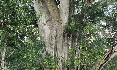 ¡Excelente terreno con Cenote en venta! Temozon, Yucatán.