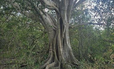 ¡Excelente terreno con Cenote en venta! Temozon, Yucatán.
