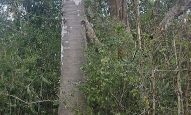 ¡Excelente terreno con Cenote en venta! Temozon, Yucatán.