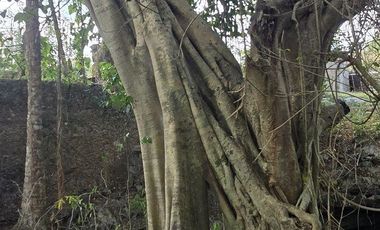 ¡Excelente terreno con Cenote en venta! Temozon, Yucatán.