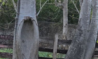 ¡Excelente terreno con Cenote en venta! Temozon, Yucatán.