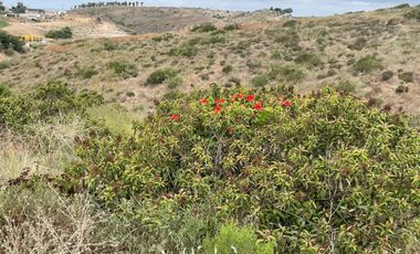 TERRENO EN VENTA EN SANTA FE COL FRANCISCO ZARCO