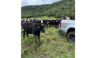 VENDO HACIENDA 257 Hectáreas en el Cantón Mejía, Sector Tambillo