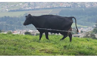 VENDO HACIENDA 257 Hectáreas en el Cantón Mejía, Sector Tambillo