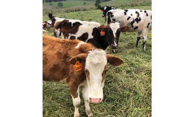 VENDO HACIENDA 257 Hectáreas en el Cantón Mejía, Sector Tambillo