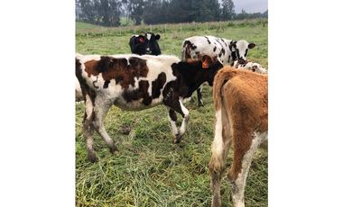 VENDO HACIENDA 257 Hectáreas en el Cantón Mejía, Sector Tambillo