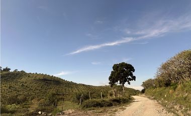 Se Vende Finca de 220 Hectareas en Volcán, Chiriquí  MLS# 22066