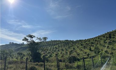 Se Vende Finca de 220 Hectareas en Volcán, Chiriquí  MLS# 22066
