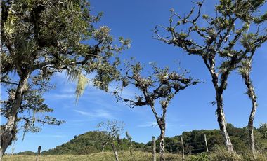 Se Vende Finca de 220 Hectareas en Volcán, Chiriquí  MLS# 22066