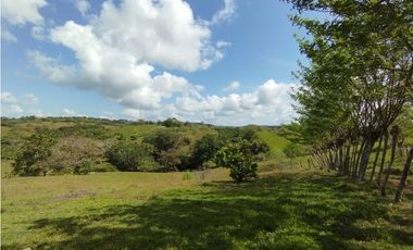 Se Vende Finca de 35 HAS en las Lajitas-Chorrera (DR)
