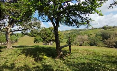 Se Vende Finca de 35 HAS en las Lajitas-Chorrera (DR)