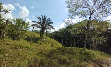 Se Vende Finca de 35 HAS en las Lajitas-Chorrera (DR)