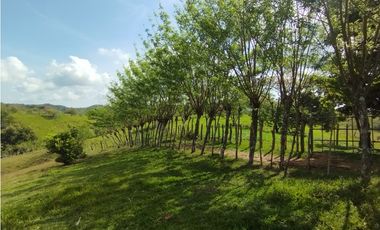 Se Vende Finca de 35 HAS en las Lajitas-Chorrera (DR)