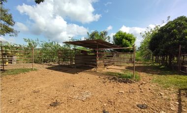 Se Vende Finca de 35 HAS en las Lajitas-Chorrera (DR)