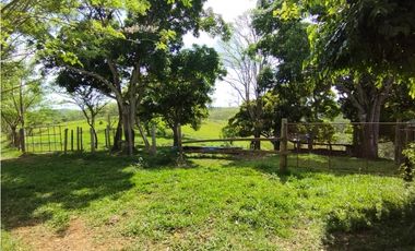 Se Vende Finca de 35 HAS en las Lajitas-Chorrera (DR)