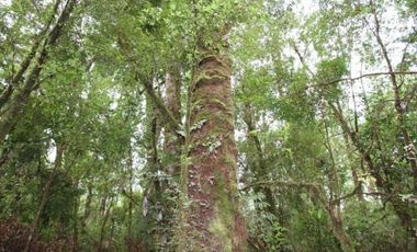 Parcela en venta en QUELLÓN