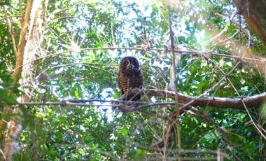 Parcela en venta en QUELLÓN