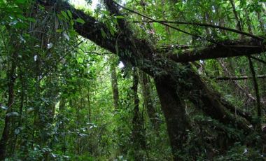 Parcela en venta en QUELLÓN