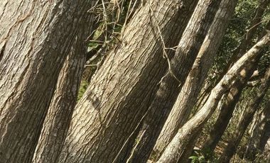 ¡Excelente Rancho en venta! Tizimin, Yucatán.