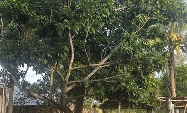 ¡Excelente Rancho en venta! Tizimin, Yucatán.