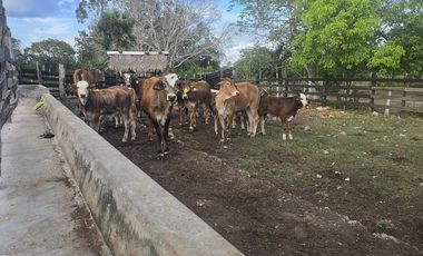 ¡Excelente Rancho en venta! Tizimin, Yucatán.