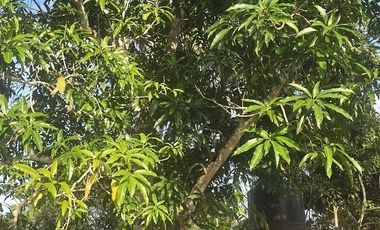 ¡Excelente Rancho en venta! Tizimin, Yucatán.