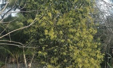 ¡Excelente Rancho en venta! Tizimin, Yucatán.