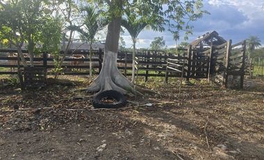 ¡Excelente Rancho en venta! Tizimin, Yucatán.