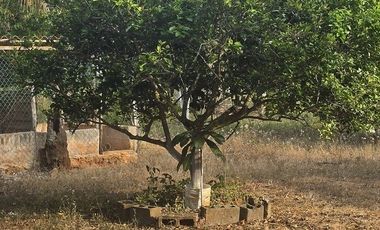 ¡Excelente Rancho en venta! Tizimin, Yucatán.