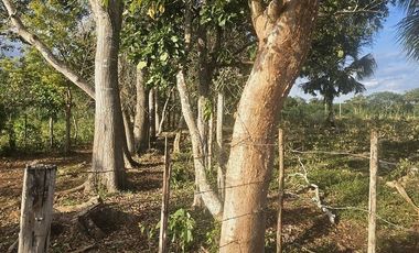 ¡Excelente Rancho en venta! Tizimin, Yucatán.