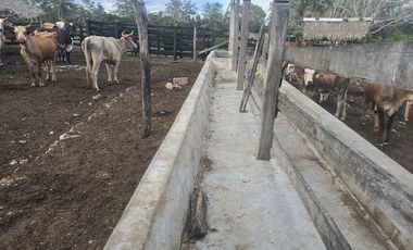 ¡Excelente Rancho en venta! Tizimin, Yucatán.