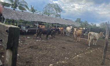 ¡Excelente Rancho en venta! Tizimin, Yucatán.