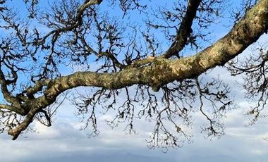 Parcela en Venta en Camino Alerce, KM7