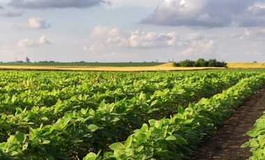 Venta campo sobre A012 Roldán.