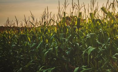 Venta campo sobre A012 Roldán.