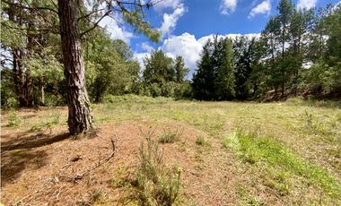 Venta Lote Inmerso en Bosque Parcelacion Alto Palmas