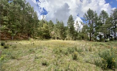 Venta Lote Inmerso en Bosque Parcelacion Alto Palmas