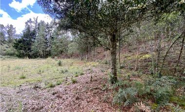 Venta Lote Inmerso en Bosque Parcelacion Alto Palmas