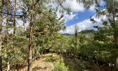 Venta Lote Inmerso en Bosque Parcelacion Alto Palmas