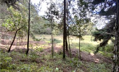 Venta Lote Inmerso en Bosque Parcelacion Alto Palmas