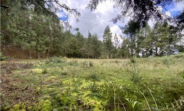 Venta Lote Inmerso en Bosque Parcelacion Alto Palmas