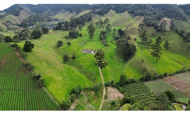SE VENDE FINCA GANADERA PRODUCTIVA  EN LA CEJA 14 HECTREAS VDA SAN GE