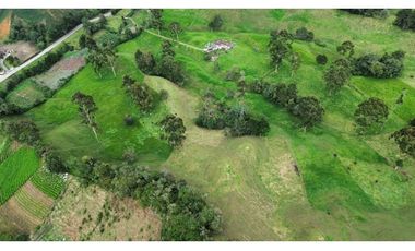 SE VENDE FINCA GANADERA PRODUCTIVA  EN LA CEJA 14 HECTREAS VDA SAN GE