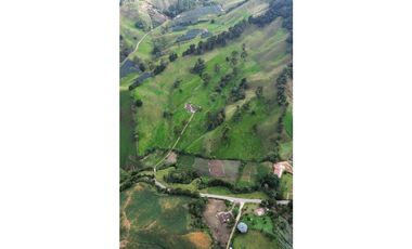 SE VENDE FINCA GANADERA PRODUCTIVA  EN LA CEJA 14 HECTREAS VDA SAN GE
