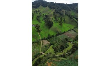 SE VENDE FINCA GANADERA PRODUCTIVA  EN LA CEJA 14 HECTREAS VDA SAN GE