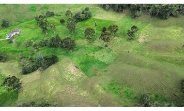 SE VENDE FINCA GANADERA PRODUCTIVA  EN LA CEJA 14 HECTREAS VDA SAN GE